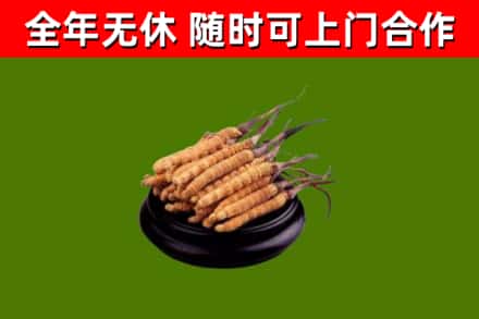 微山回收散虫草